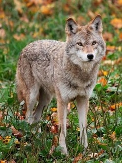 animals forest temperate deciduous wolf species animal gray endangered grasslands consumers plant organisms biomes coyote forests plants types north adaptations